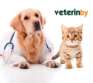 veterinários em Paraná