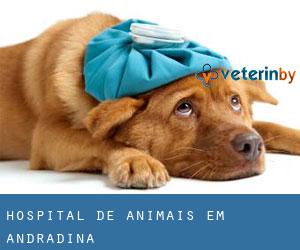 Hospital de animais em Andradina
