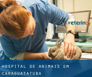 Hospital de animais em Caraguatatuba