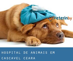 Hospital de animais em Cascavel (Ceará)