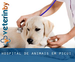 Hospital de animais em Picuí