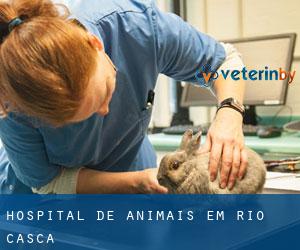 Hospital de animais em Rio Casca