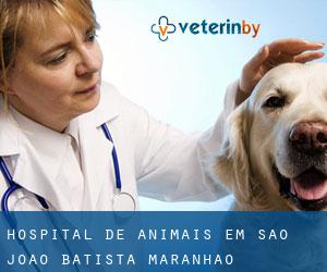 Hospital de animais em São João Batista (Maranhão)