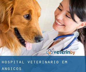 Hospital veterinário em Angicos