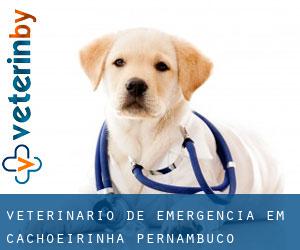 Veterinário de emergência em Cachoeirinha (Pernambuco)