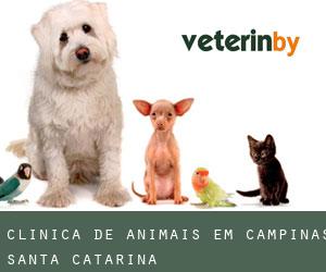 Clínica de animais em Campinas (Santa Catarina)