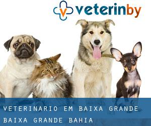 veterinário em Baixa Grande (Baixa Grande, Bahia)