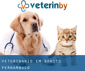 veterinário em Bonito (Pernambuco)