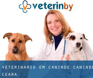 veterinário em Canindé (Canindé, Ceará)