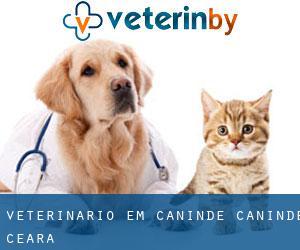 veterinário em Canindé (Canindé, Ceará)