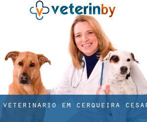 veterinário em Cerqueira César
